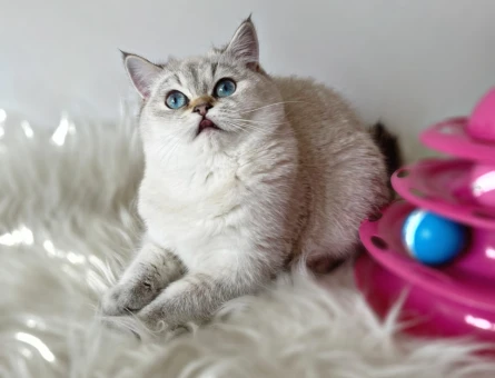 British Shorthair  5 Aylık Dişi
