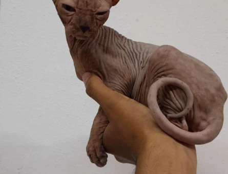 Yavru Safkan 2 Aylık Sfenks Yavrularımız