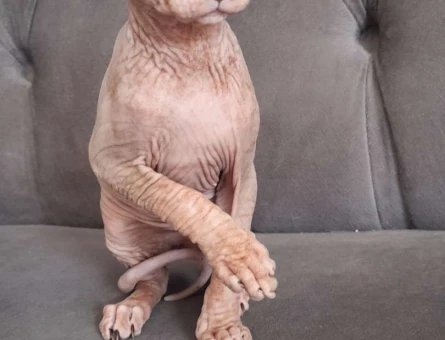 Yavru Safkan 2 Aylık Sfenks Yavrularımız