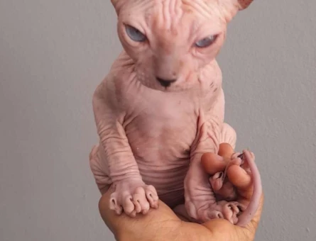 2 Aylık Safkan Sfenks Yavrularımız