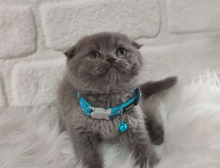 2 Aylık Safkan Scottish Fold Yavrularımız