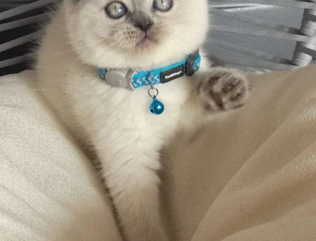 Mükemmel Safkan Scottısh Fold Yavrularımız