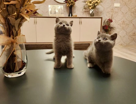 British Shorthair 2 Aylık Erkek