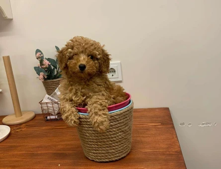 Red brown toy poodle dişi ve erkek yavrularımız