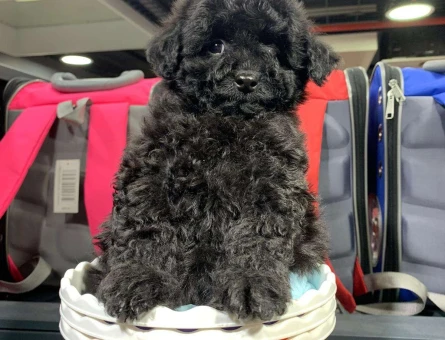 Dişi ve Erkek Siyah Poodle Yavrularımız