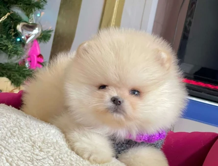 ŞOV KALİTE ERKEK POMERANİAN BOO ORJİNAL IRK