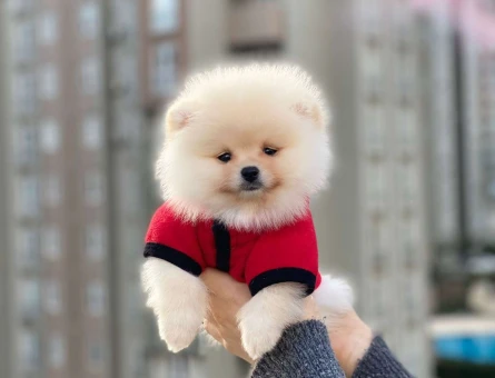 A KALİTE MUHTEŞEM GÜZELLİKTE POMERANİAN BOO YAVRULARIMIZ