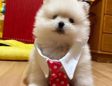 DİŞİ VE ERKEK SAFKAN POMERANİAN BOO YAVRULARIMIZ