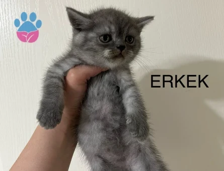 British shorthair yavru kedime yuva arıyorum