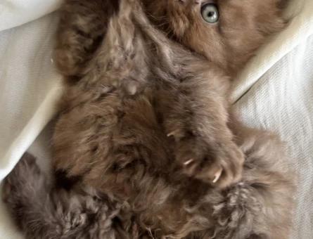 British Shorthair Yavrularımız