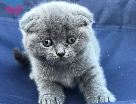 MÜKEMMEL GÜZELLİKTE SCOTTİSH FOLD