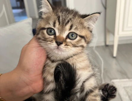 British Shorthair 1 Yaşında