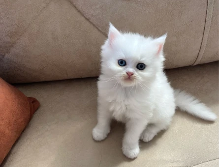 British ve Scottish yavrularımız yuva arıyor