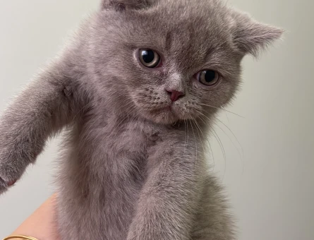 Özel renk Lilac ve Gri British Yavrular