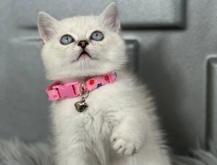 British Shorthair Bluepoint Dİşi 2 Aylık