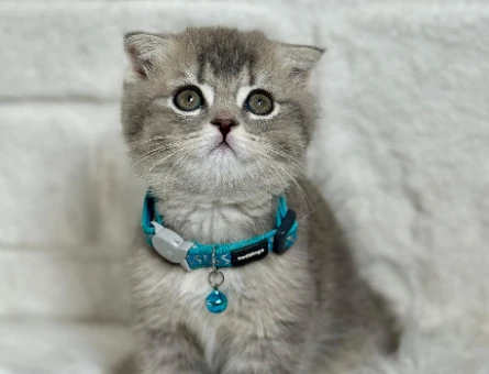Scottish Fold Erkek 2 Aylık