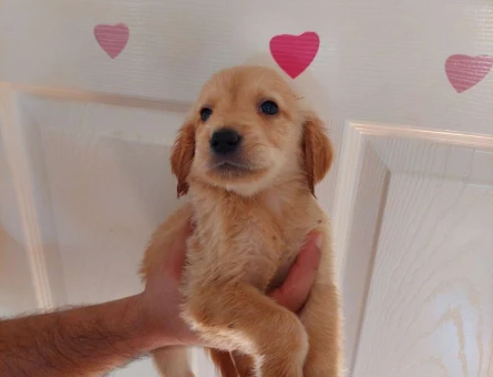 Golden Retriever 2 Aylık Bebekler
