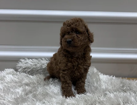 Kore Kanı Dark Red Brown Yavrularımız