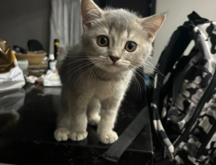 British Shorthair 2 Aylık Dişi