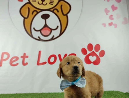 Türkiye&#8217;nin En Yakışıklı Red Golden Retriever Yavrusu