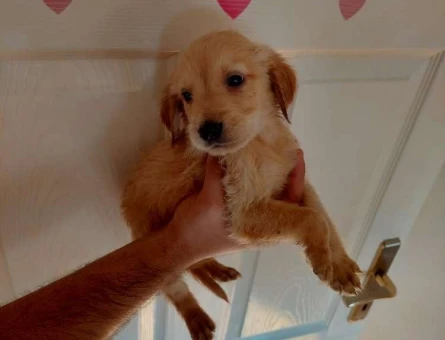 A Kalite Golden Retriever Yavrular