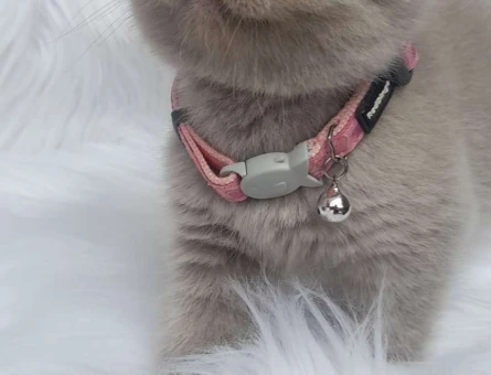Mükemmel Safkan British Shorthair Lilac Yavrularımız