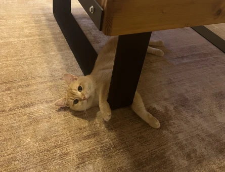 Golden British shorthair 1 Yaşında Yuva Arıyorum