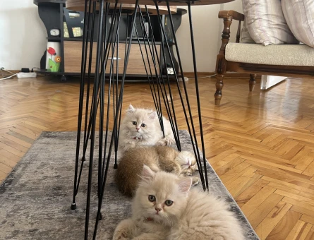 British Shorthair&Longhair Yavrularıma Ömürlük Yuva Arıyorum