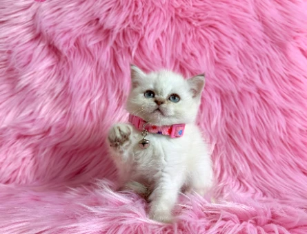 British Shorthair Bluepoint Dişi 2 Aylık