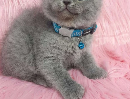 British Shorthair A Kalite Yavrular 2 Aylık