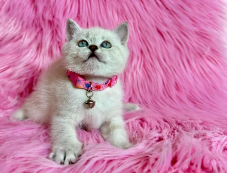 Koca Kafa British Shorthair Dişi 2 Aylık