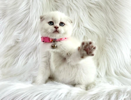 Scottish Fold Beyaz 2 Aylık Dişi