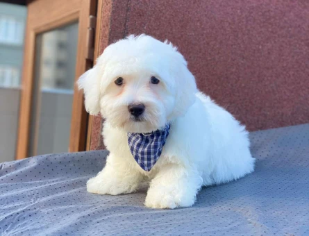 Muhteşem Güzellik Maltese Erkek Yavrularımız