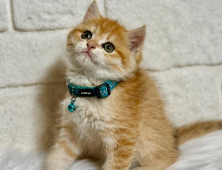British Shorthair Ny21 Golden Erkek 2 Aylık