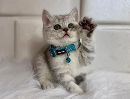 British Shorthair Silver Erkek  Aylık