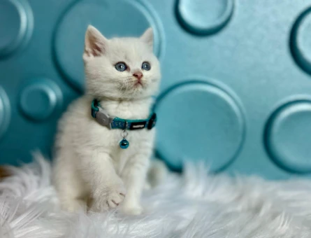 British Shorthair Erkek Beyaz Mavi Gözlü