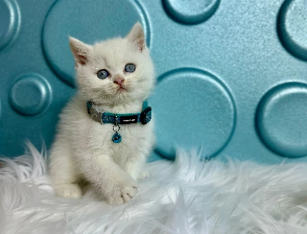 Kar Beyazı British Shorthair 2 Aylık Erkek