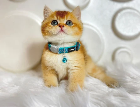 British Shorthair Golden NY11 Erkek Topaç Kafa