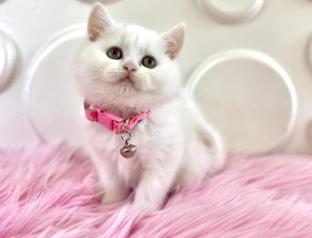 British Shorthair Beyaz 2 Aylık Dişi