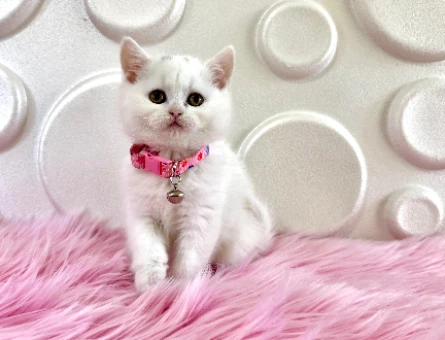 British Shorthair 2 Aylık Dişi Mükemmel Güzellikte