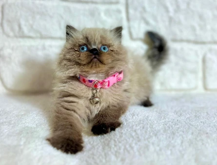 British Longhair Çikolata Point Dişi 2 Aylık