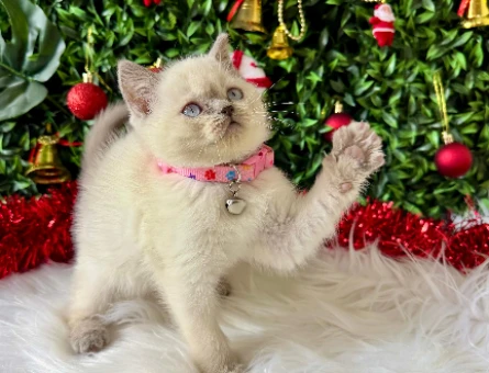 British Shorthair Bluepoint Dişi 2 aylık