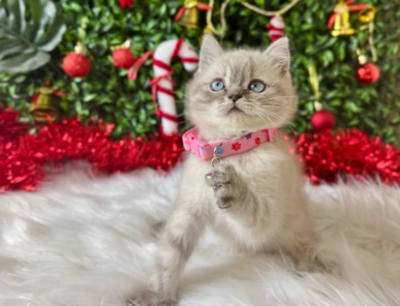 Lynx Point British Shorthair 2 Aylık