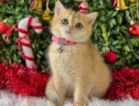 British Shorthair Dişi 2 Aylık Golden Ny11