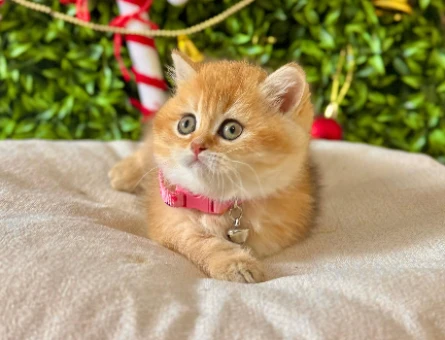 British Shorthair Golden 2 Aylık Dişi