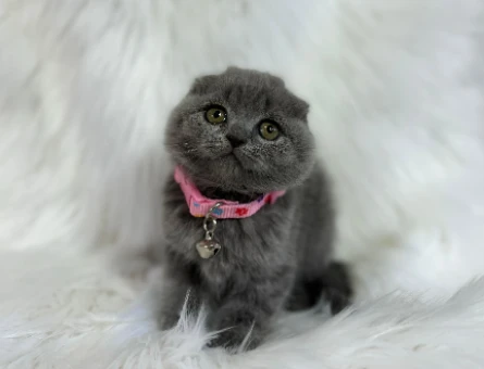 Scottish Fold Gri Dişi Topaç Kafa 2 Aylık
