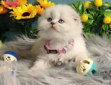 Muhteşem Güzellikte British ve Scottish Blue Point Yavrularımız