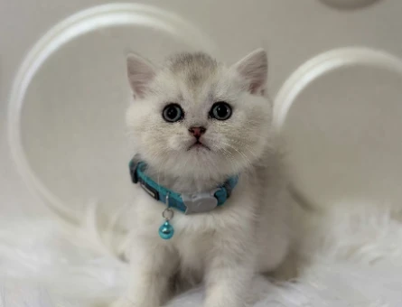 British Shorthair Silver Erkek 2 Aylık
