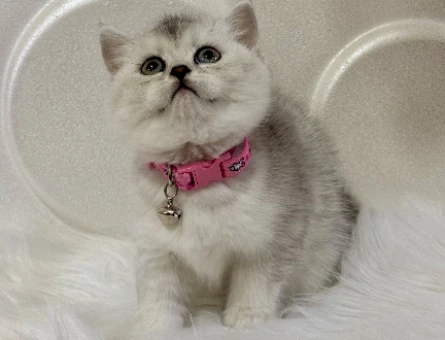 British Shorthair Silver Dişi 2 Aylık