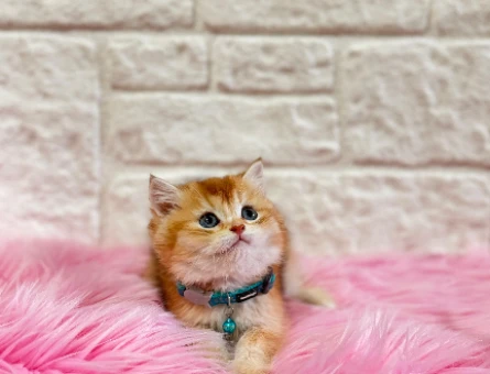 British Shorthair Golden 2 Aylık Erkek